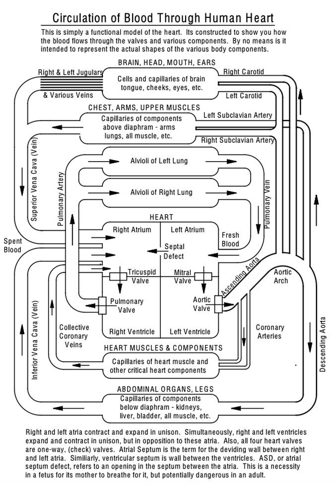 Blood Flow Through Heart Valves &amp; Body Diagram