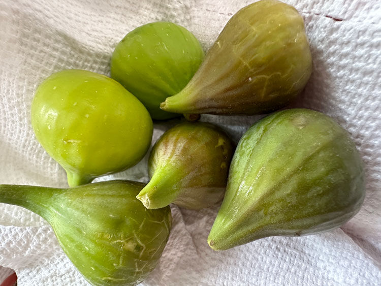 Figs