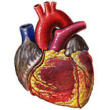 Animation Of Pumping &amp; Contracting Heart 