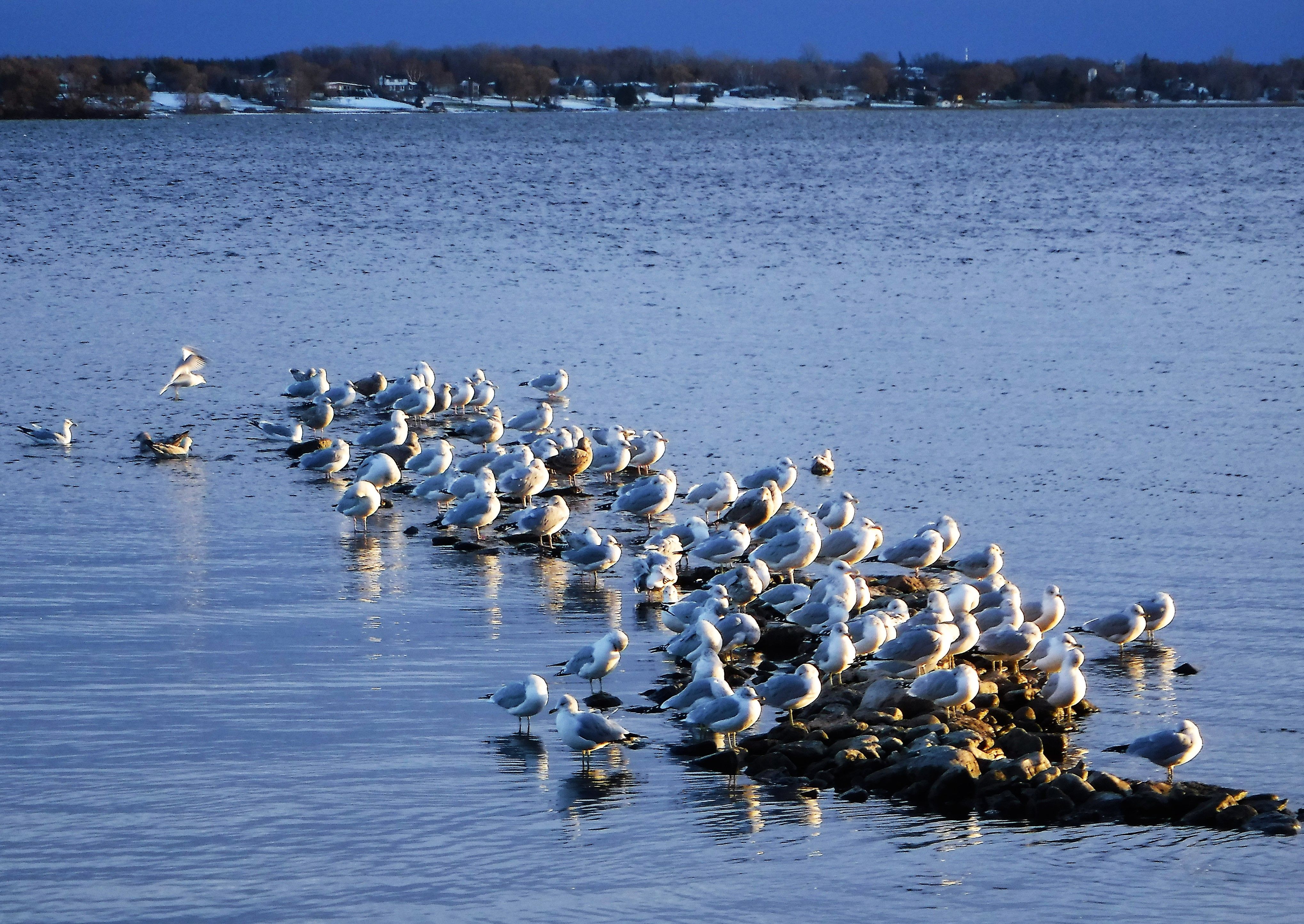"Birds of a feather, flock together!" The support both given & received here, is the best. Even when the waters are choppy, the support & knowledge shared, helps to smooth things out. Tomorrow is the first day of Rehab at the Hospital.