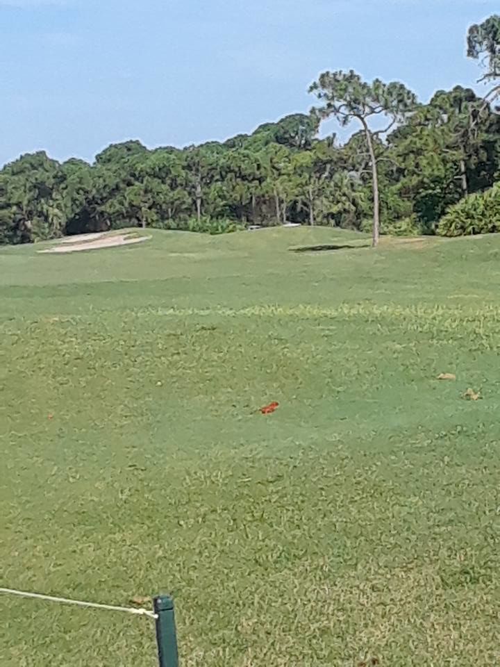 I lost my dad in 1997 he was only 57. I wanted to share this pic of a recent day at my course. Wouldn't ya know, a beautiful cardinal just plops right in front of my tee box. So beautiful and peaceful. I know he is watching over me!!