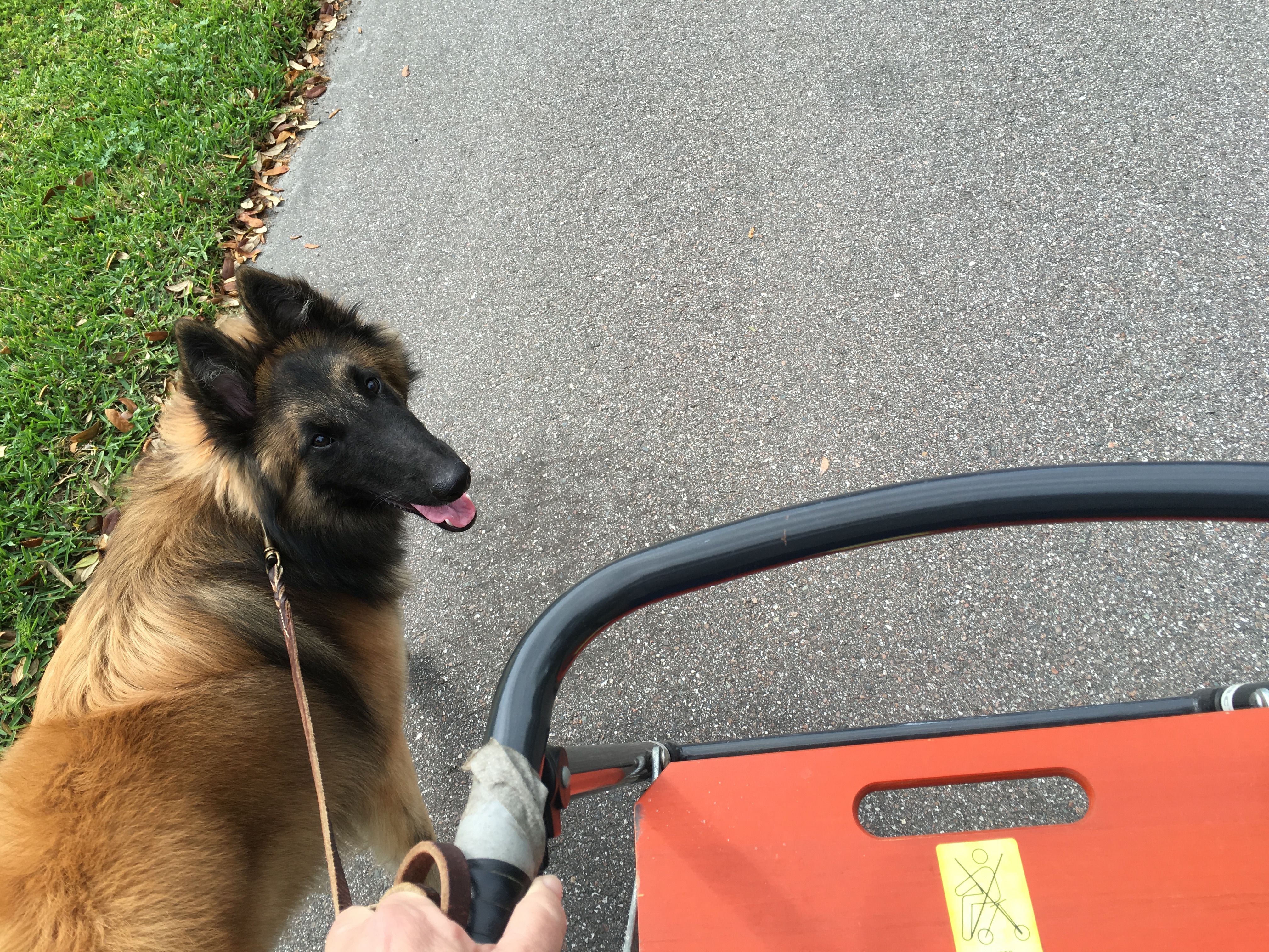 Our puppy Jimmy, 8 month old Belgian Tervuren. Has been with a friend for the past month, he's home now that I'm better!
