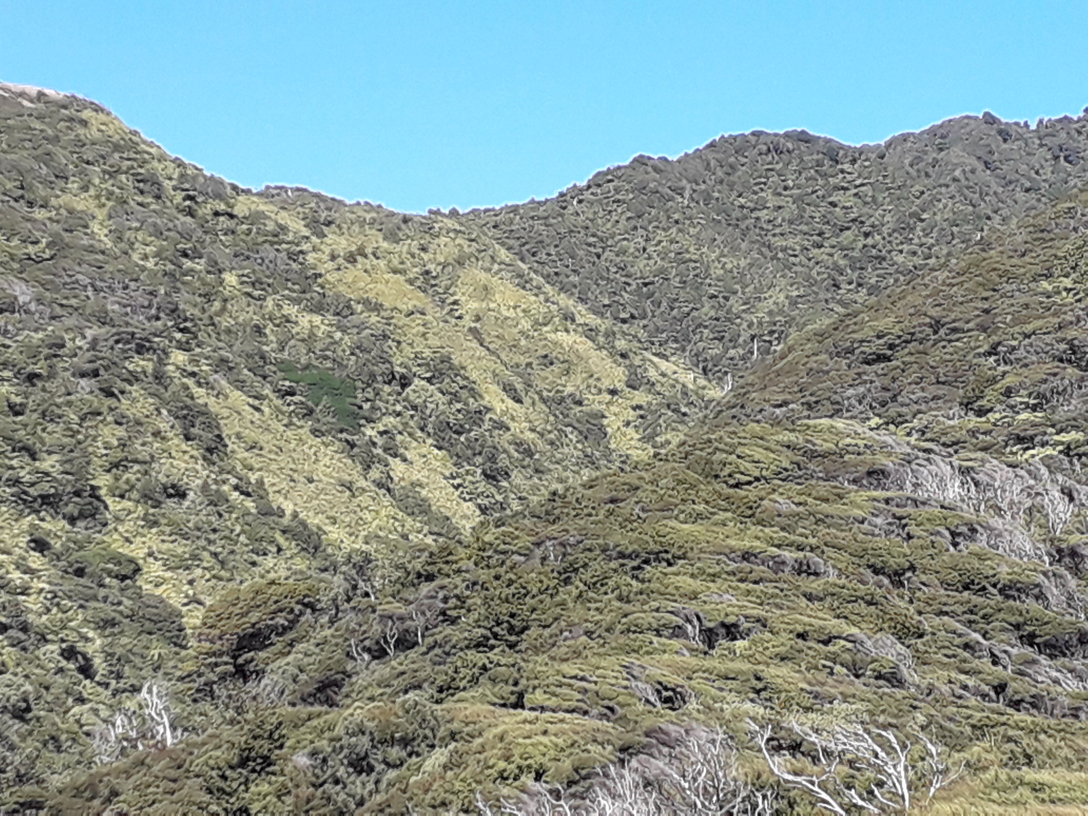 Great hiking area raglan newzealand