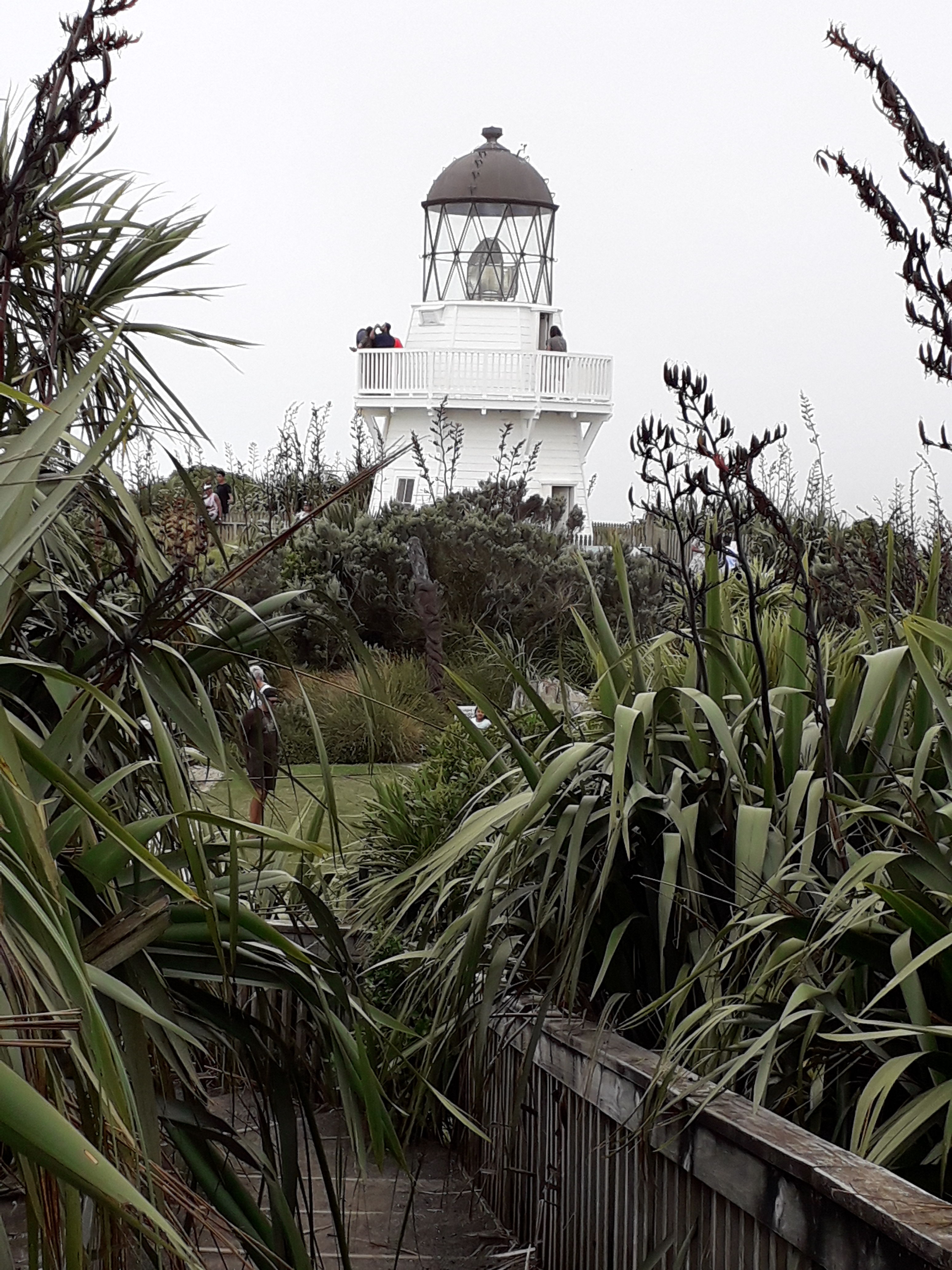 Great walk up to the lighthouse auckland newzealand