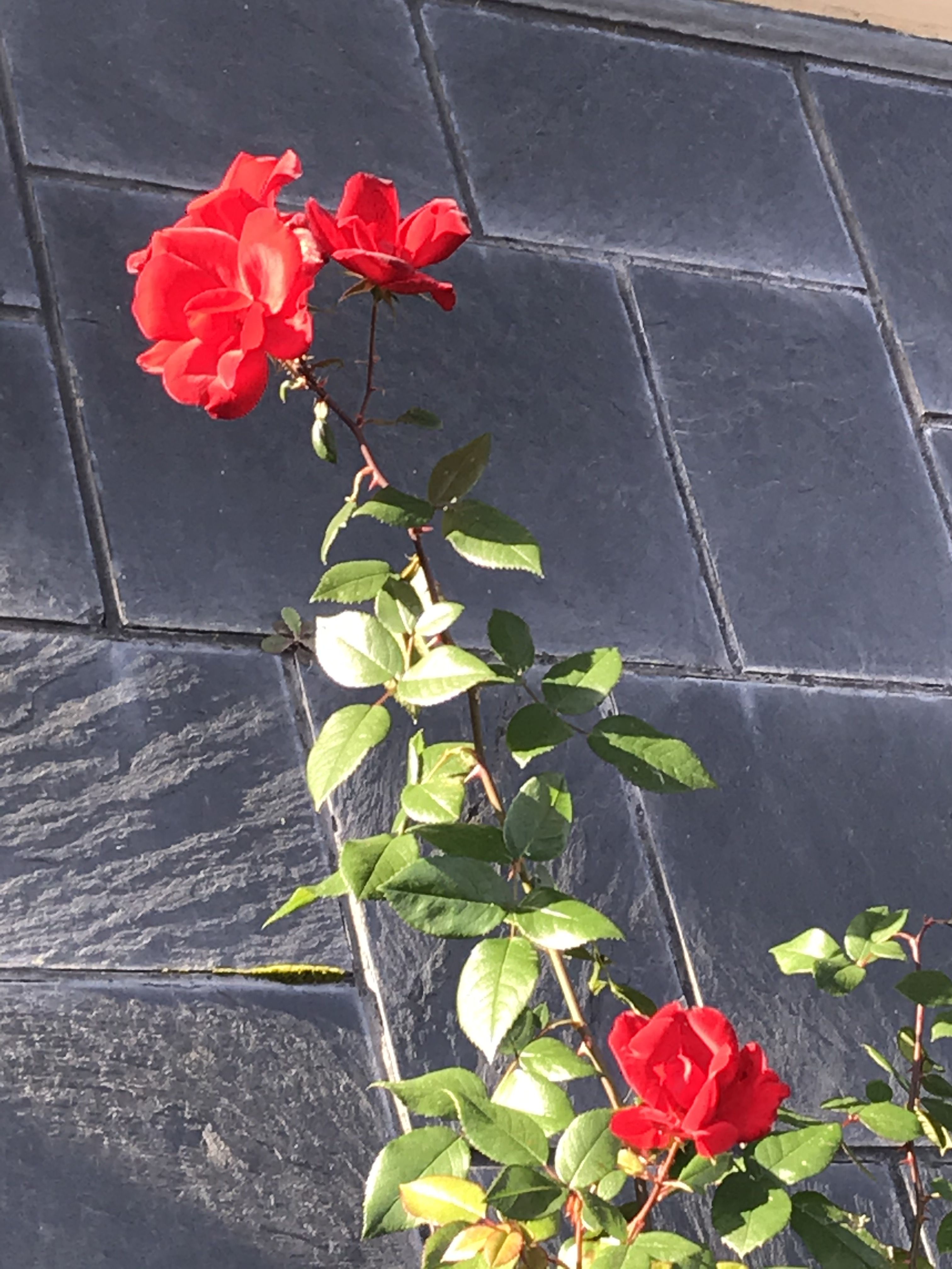 Just a beautiful contrast of the red rose against the granite building where I work. Enjoy.