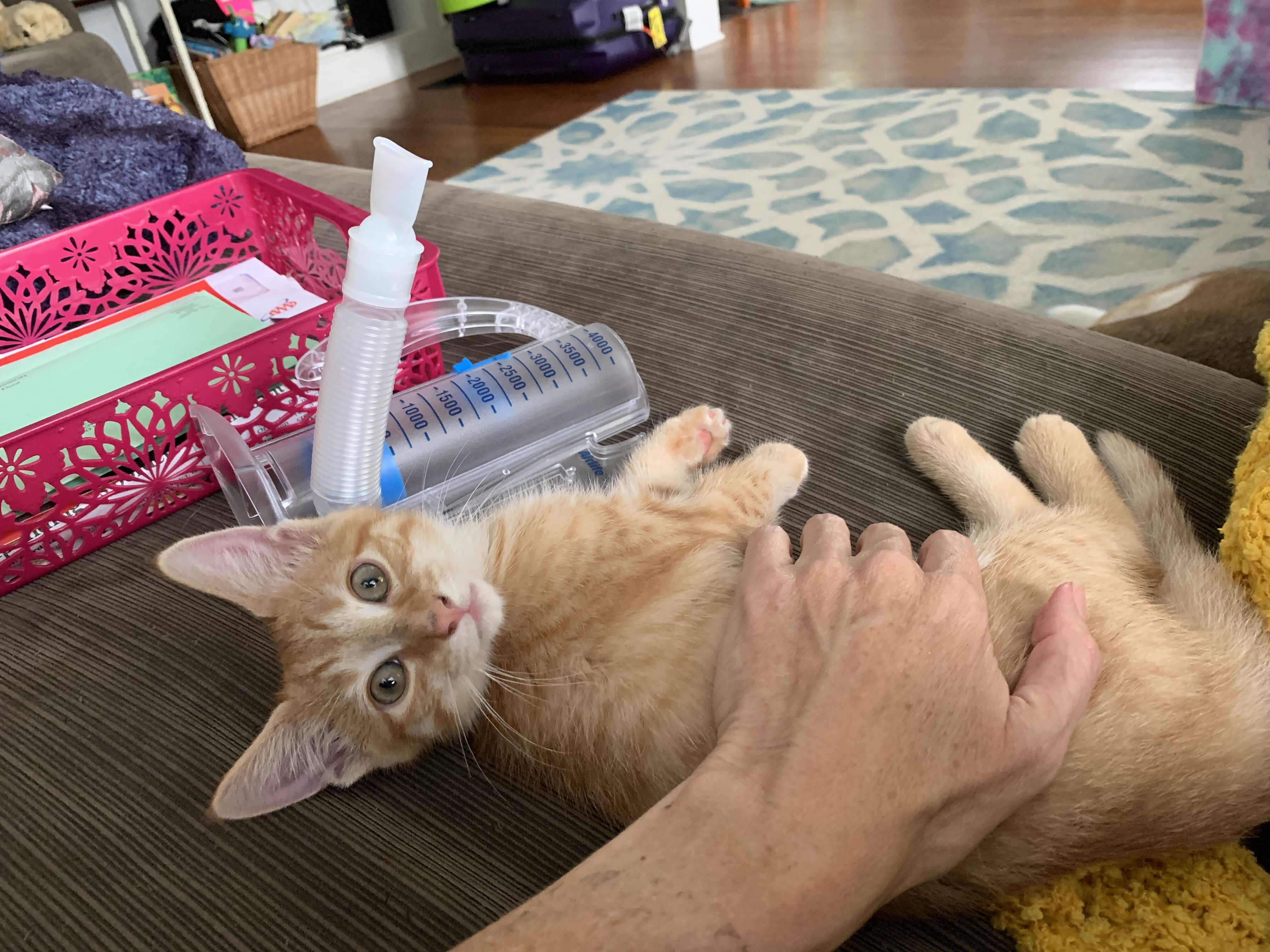 We got a kitten, he arrived while I was in the hospital. His name is Suki. We had been waiting on him for three months, my friends cat had kittens. He is so cute and playful I have to say a kitten is perfect to have around during recovery, they are so