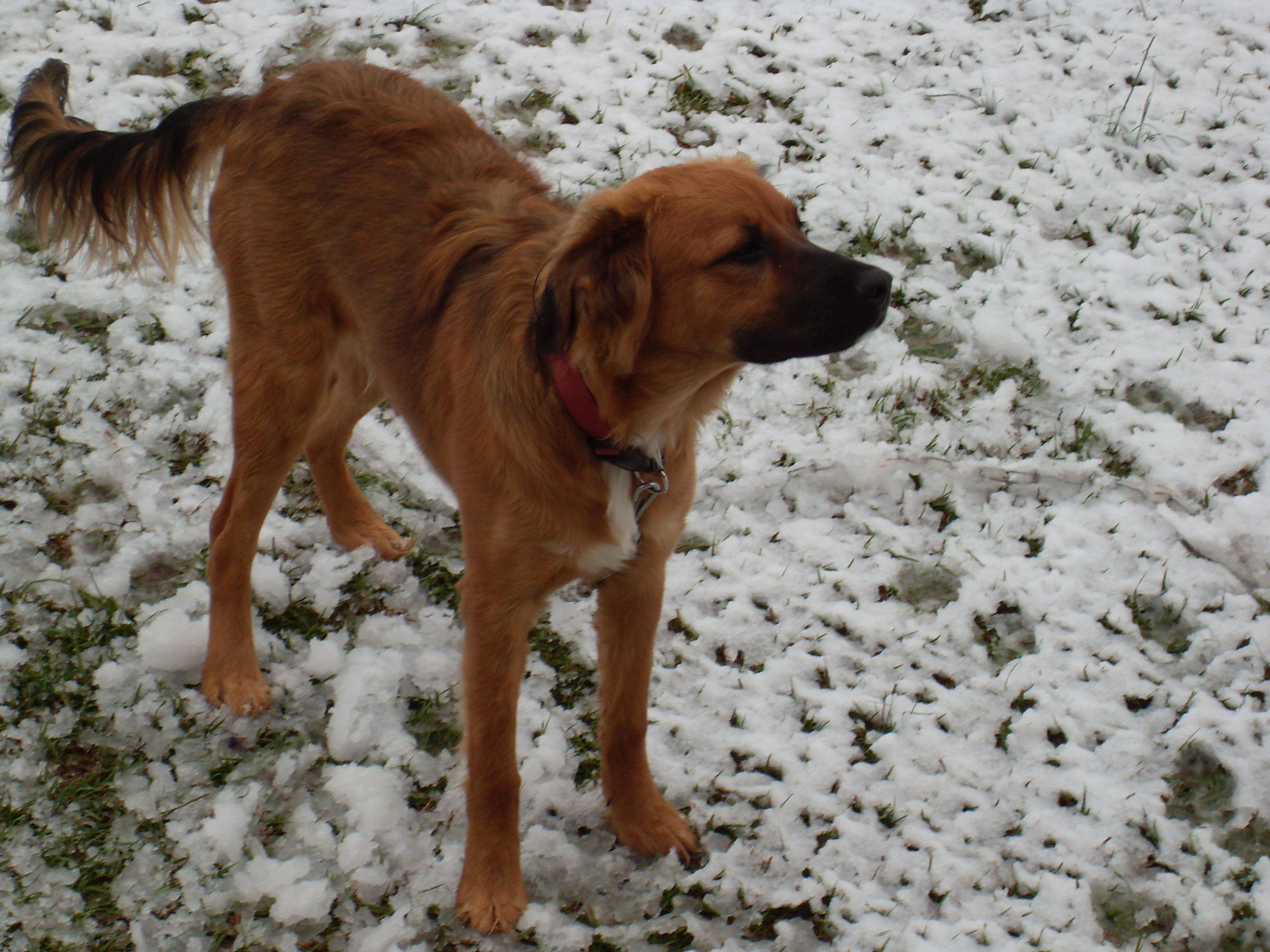Meet Rosie and the snow that I did not want to come right now. Thank heaven being in the south it is gone. But it is cold.