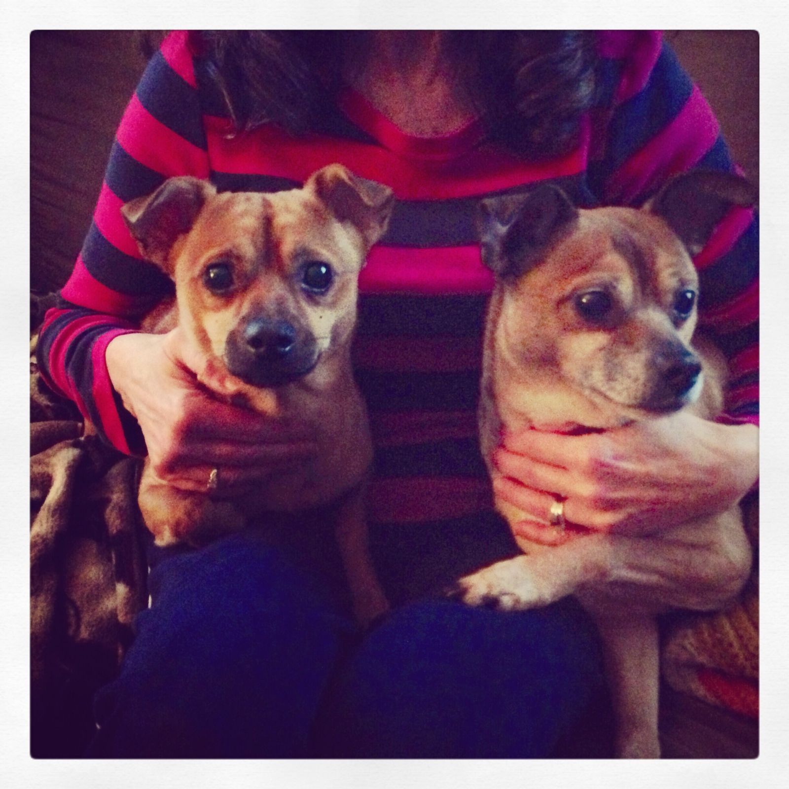Meet Milo and Austin my walking buddies!
