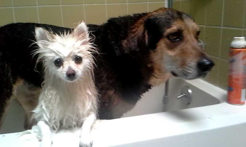 Our wet dogs:)