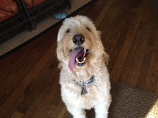 Lucy, the comfort golden doodle.
