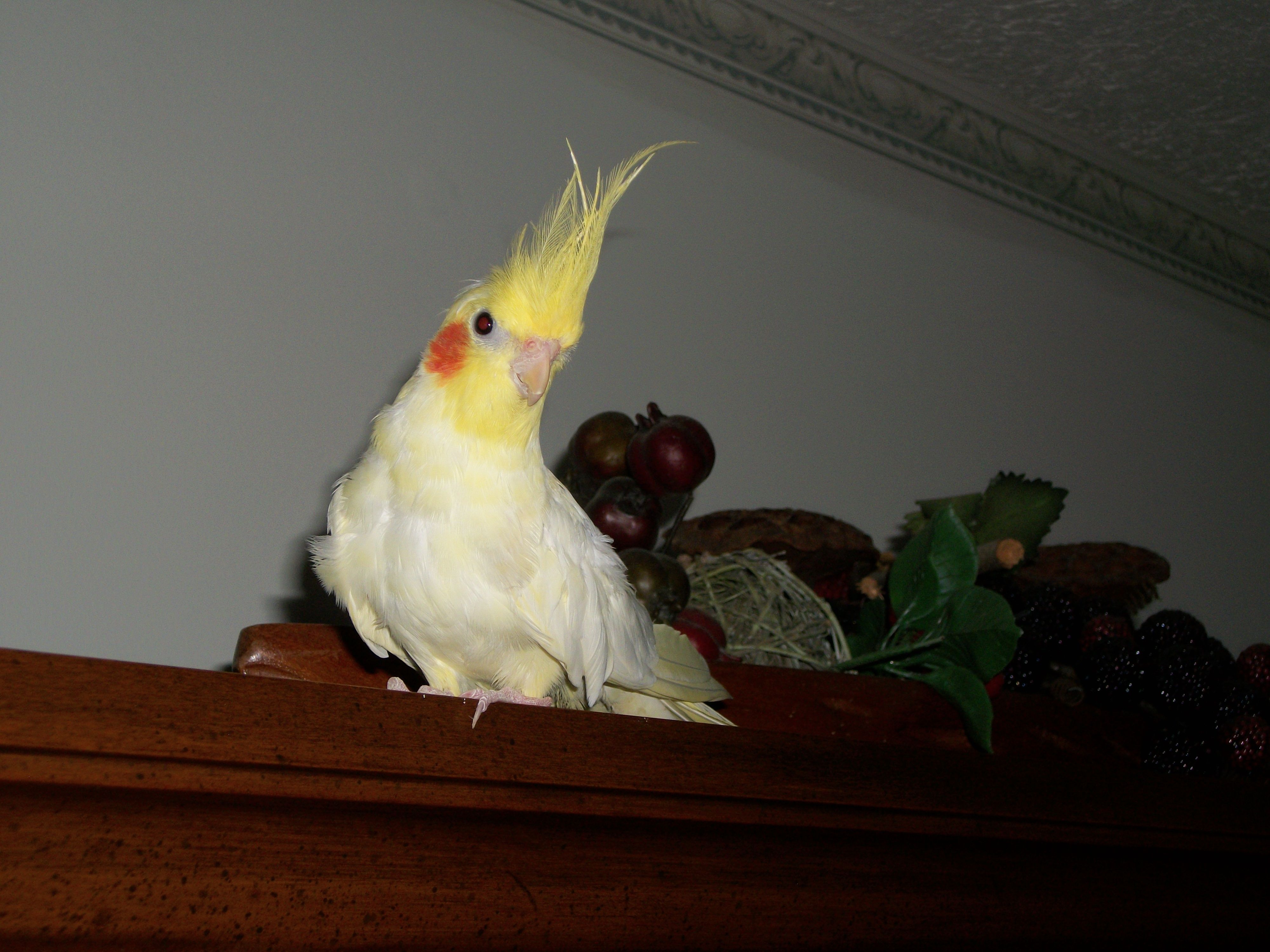 Sundance, my 'clear pied' Cockatiel. He's 15 years old.
