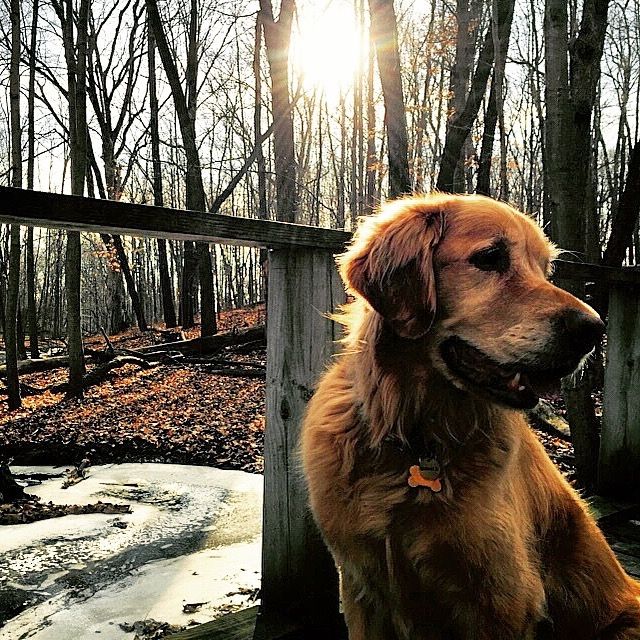 Quick question on dog walking post-op...see comments below.