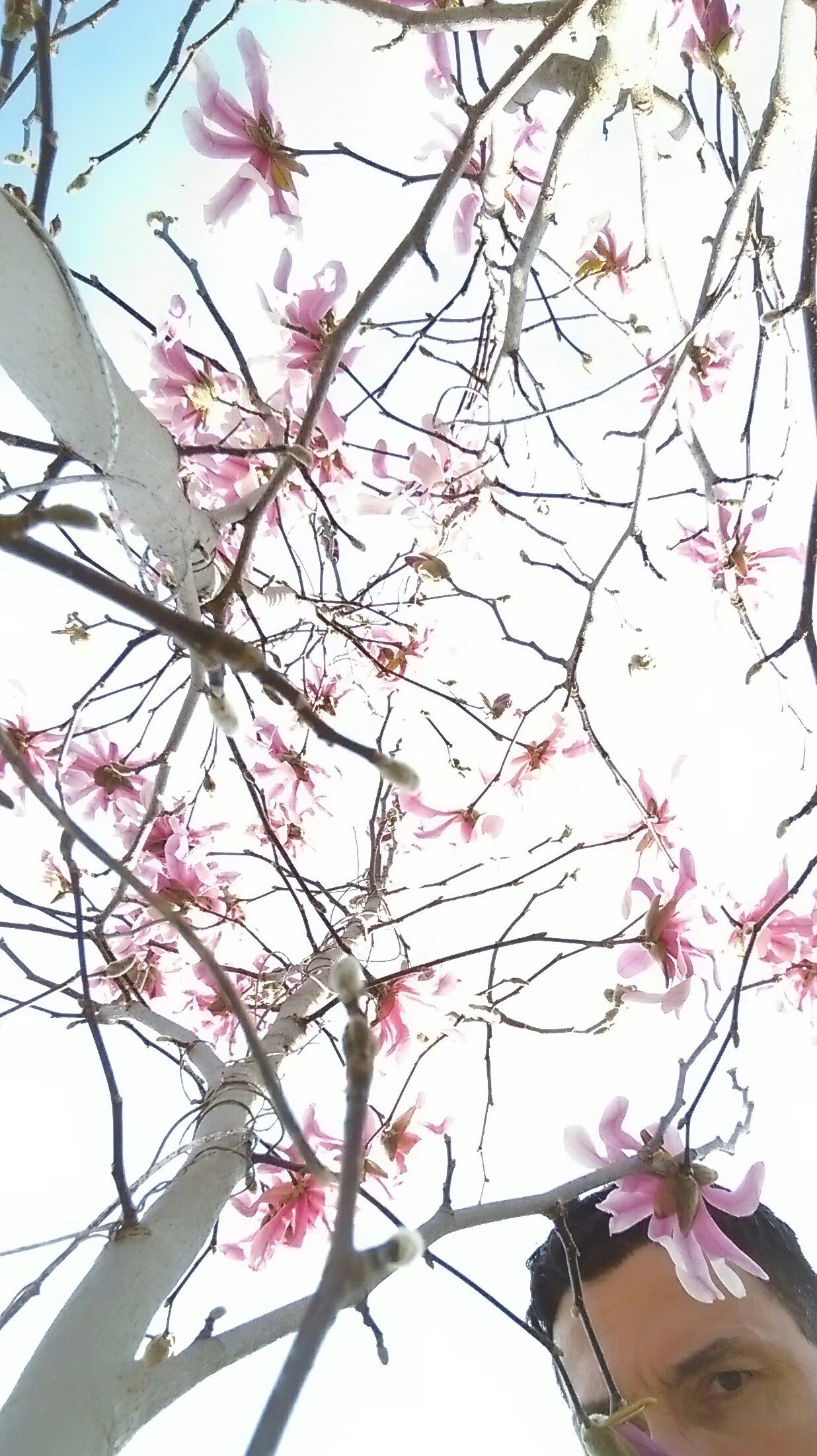 Spring on the museum trail in Raleigh. These aren't azaleas. See post below.