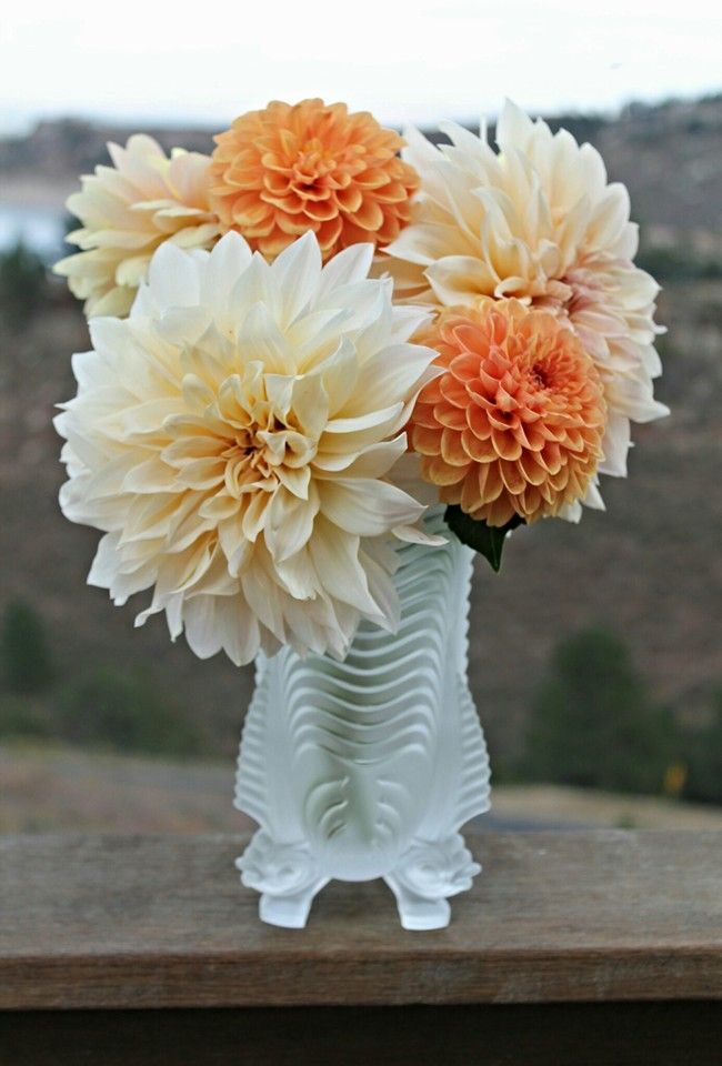 Surgery & recovery kept me from doing my Giant sun flowers this year; but my daughter started her new enterprise this year Cherry Farm Flowers.