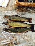There is life, and brook trout, after successful OHS! It was great to get out with my son, enjoy the serenity of the wild, and to be thankful that I can enjoy God's bounty.