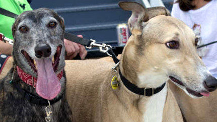 My boys......Tiger and Tyler. Retired racing greyhounds.