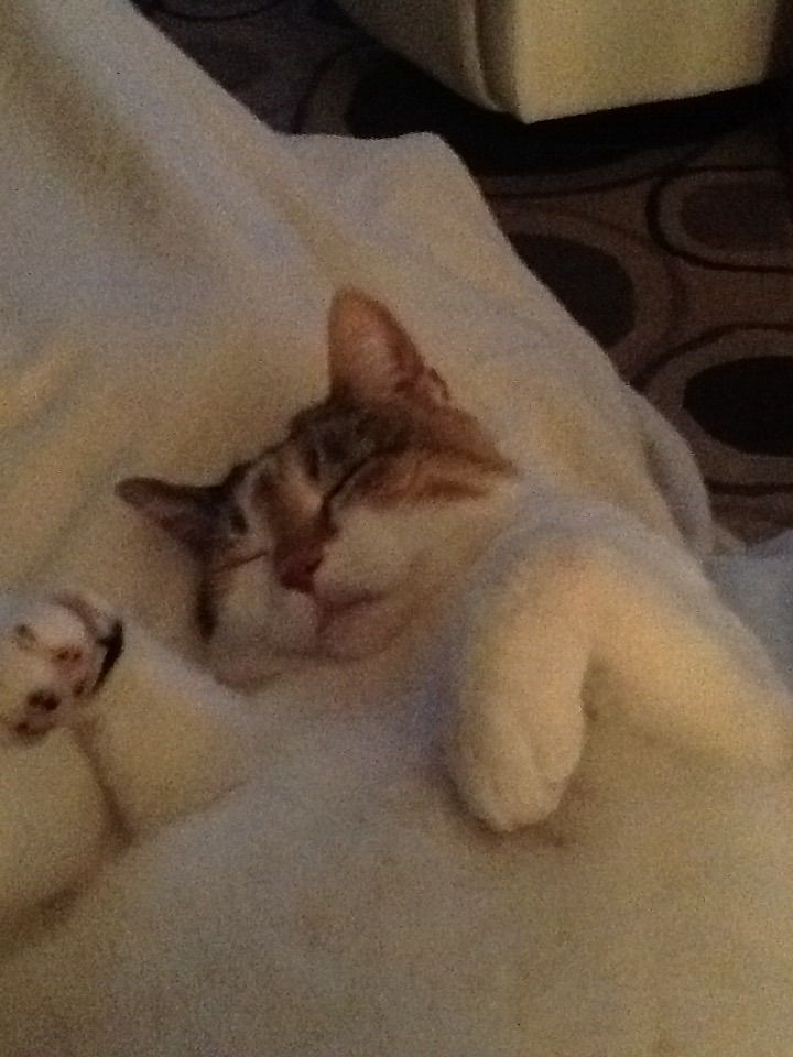 Recovering with my cat