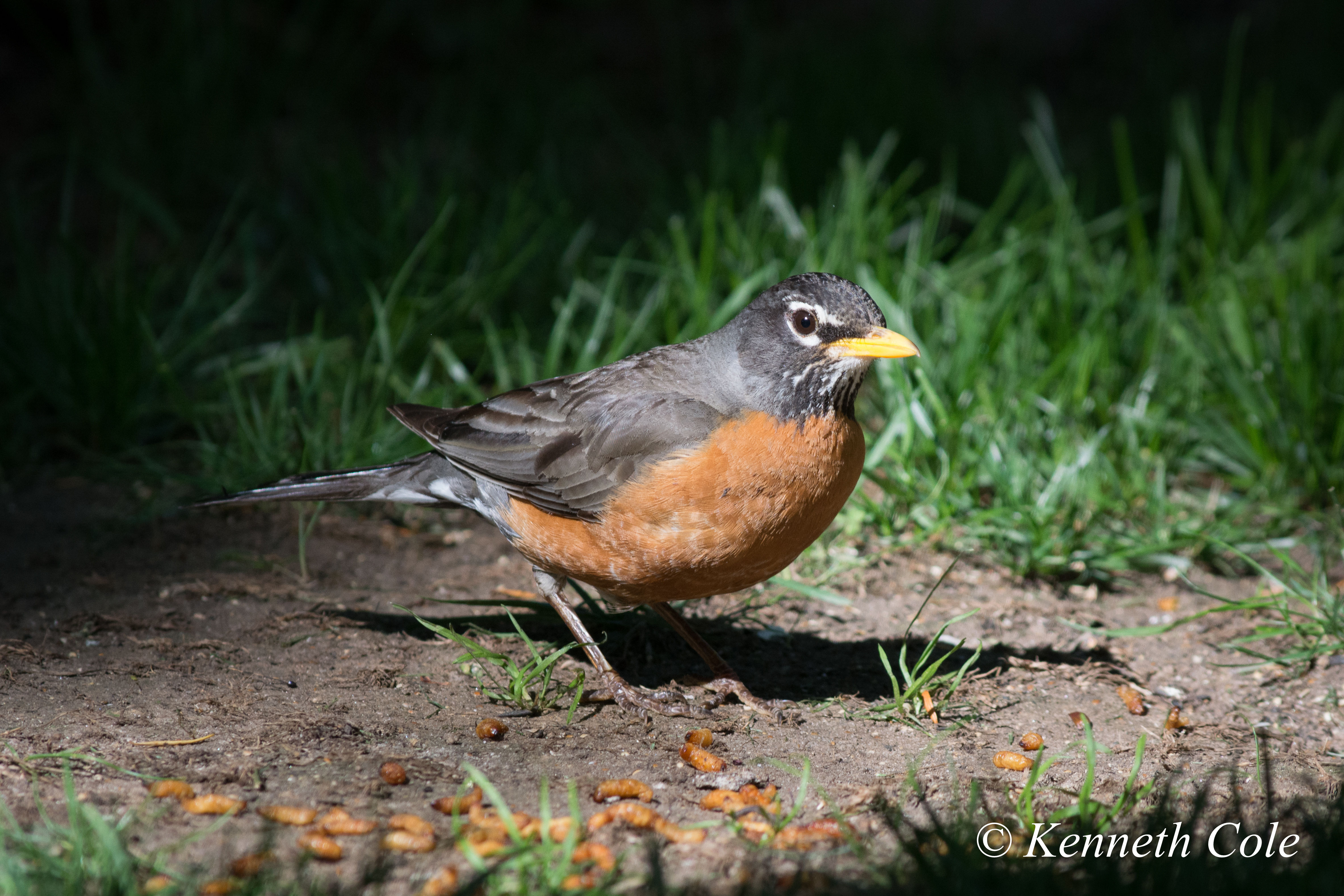 American Robin in my yard looking for breakfast.