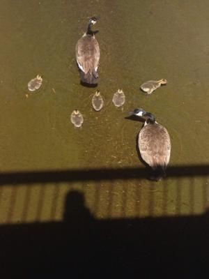 Canadian geese family in my local creek: a good conversation starter