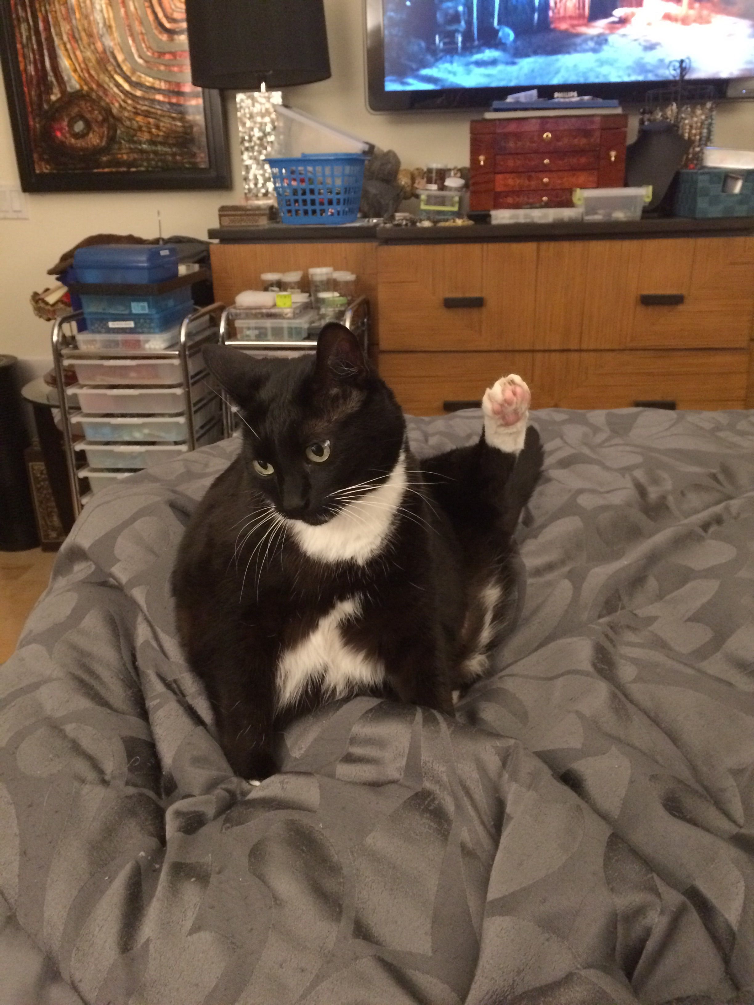 Yoga cat 2