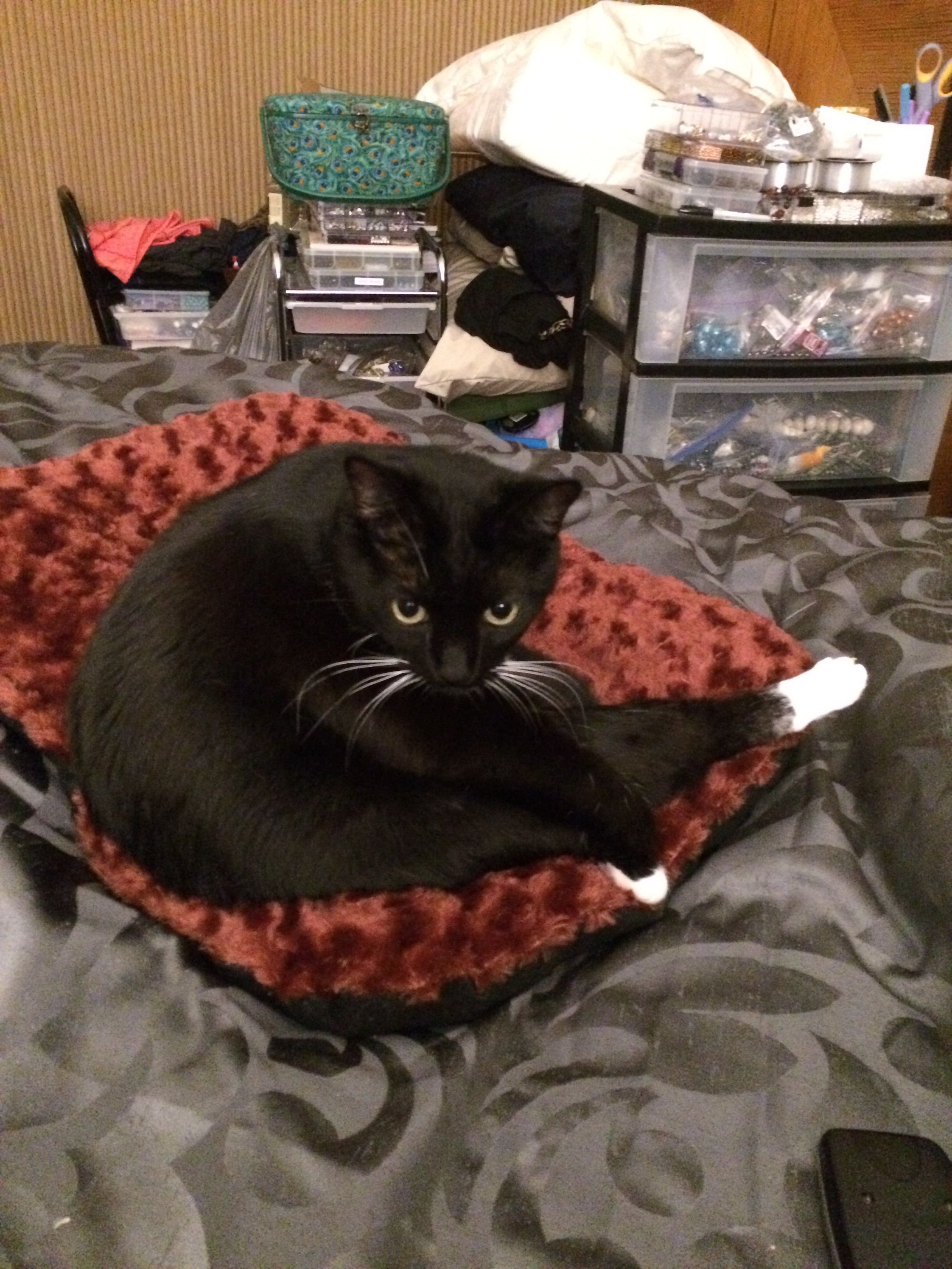 Yoga cat 3