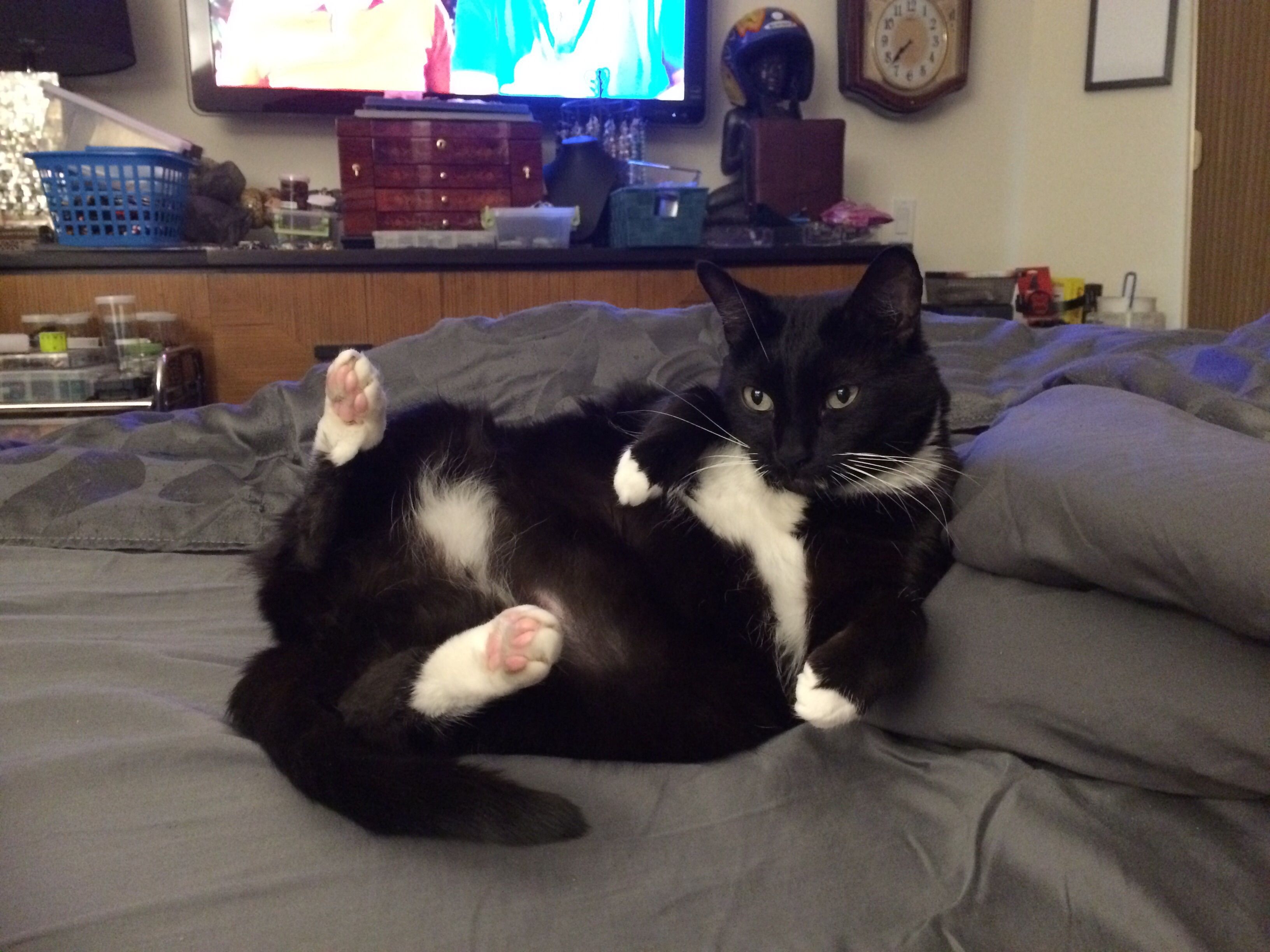 Sunday morning cat