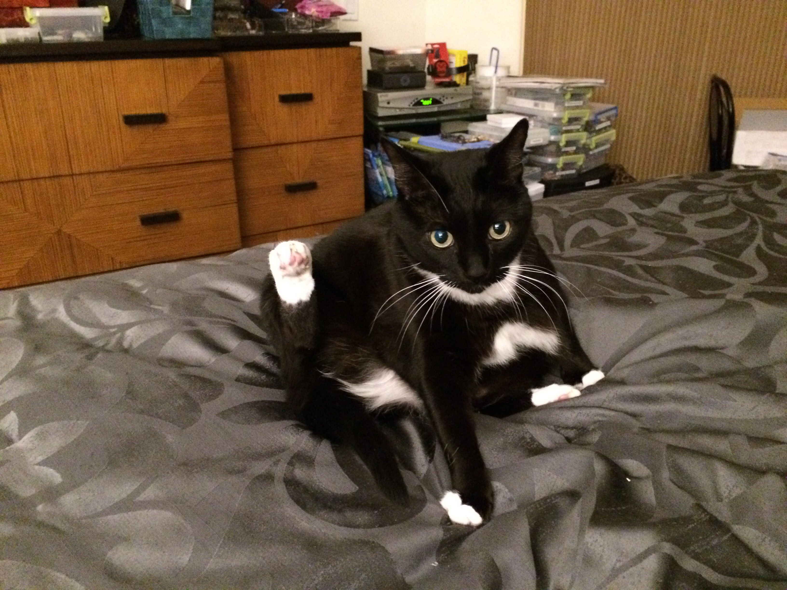 Yoga cat 4