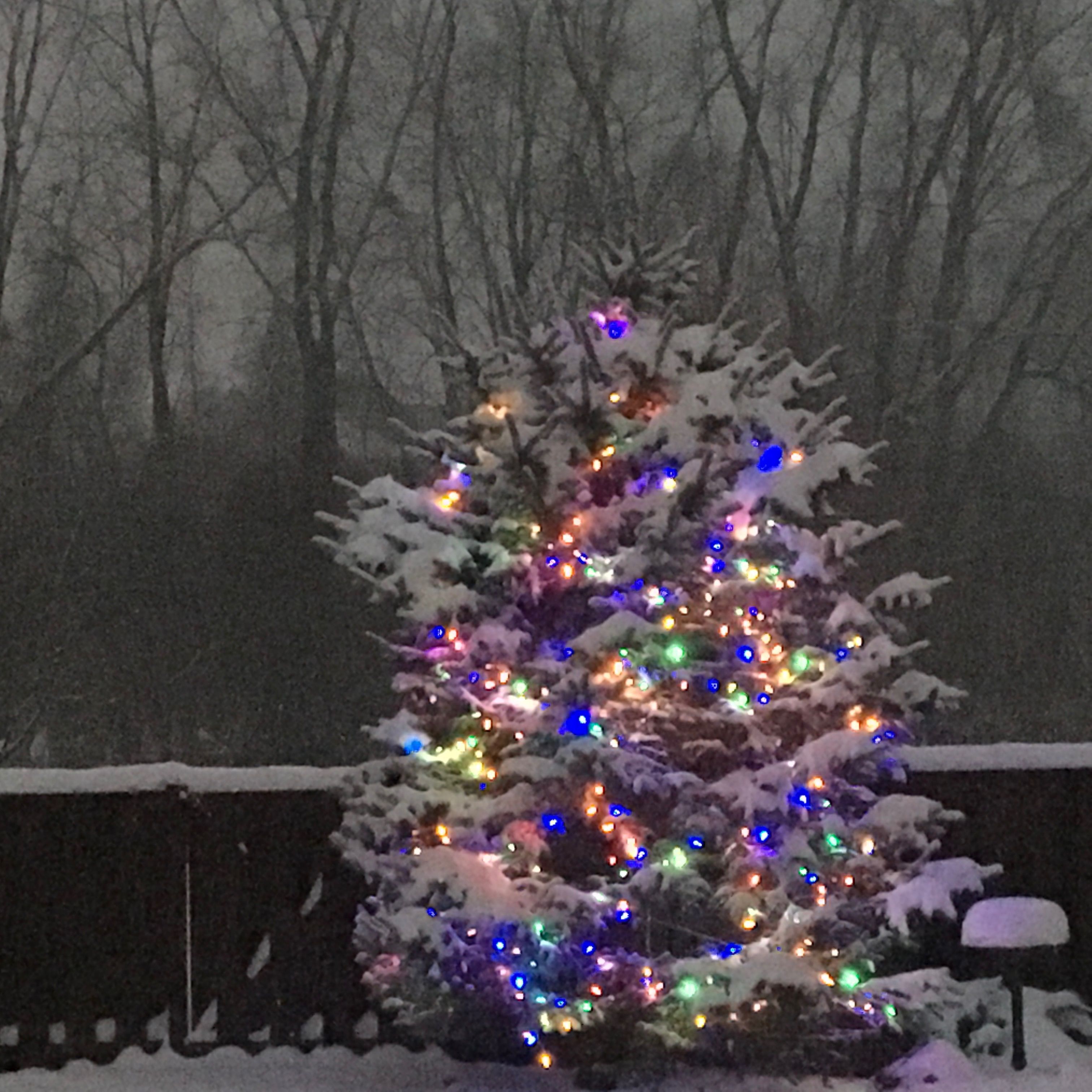 Our backyard Christmas tree brightens the night!