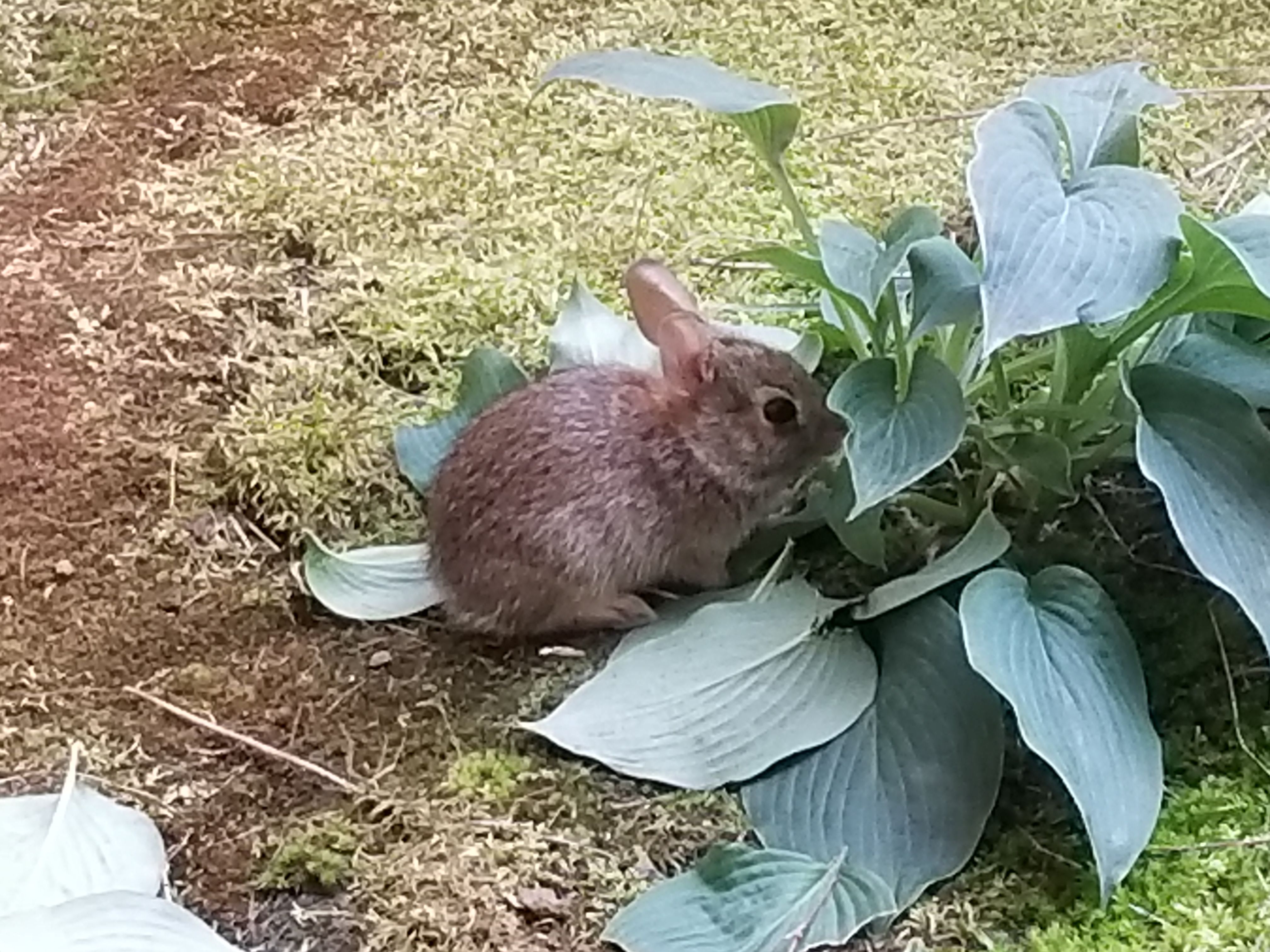 Good morning,

Some good news today- Mom's blood levels are changing and she is down 2 lbs of fluid! Yahoo!! So although we will likely still stay another evening, there is upward change in the levels which is good. For those worrying- a longer stay in