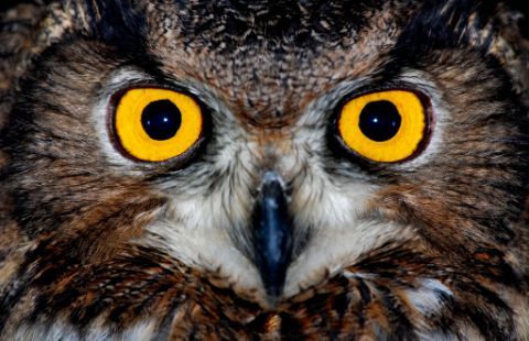 The Night Owl returns
3:17am