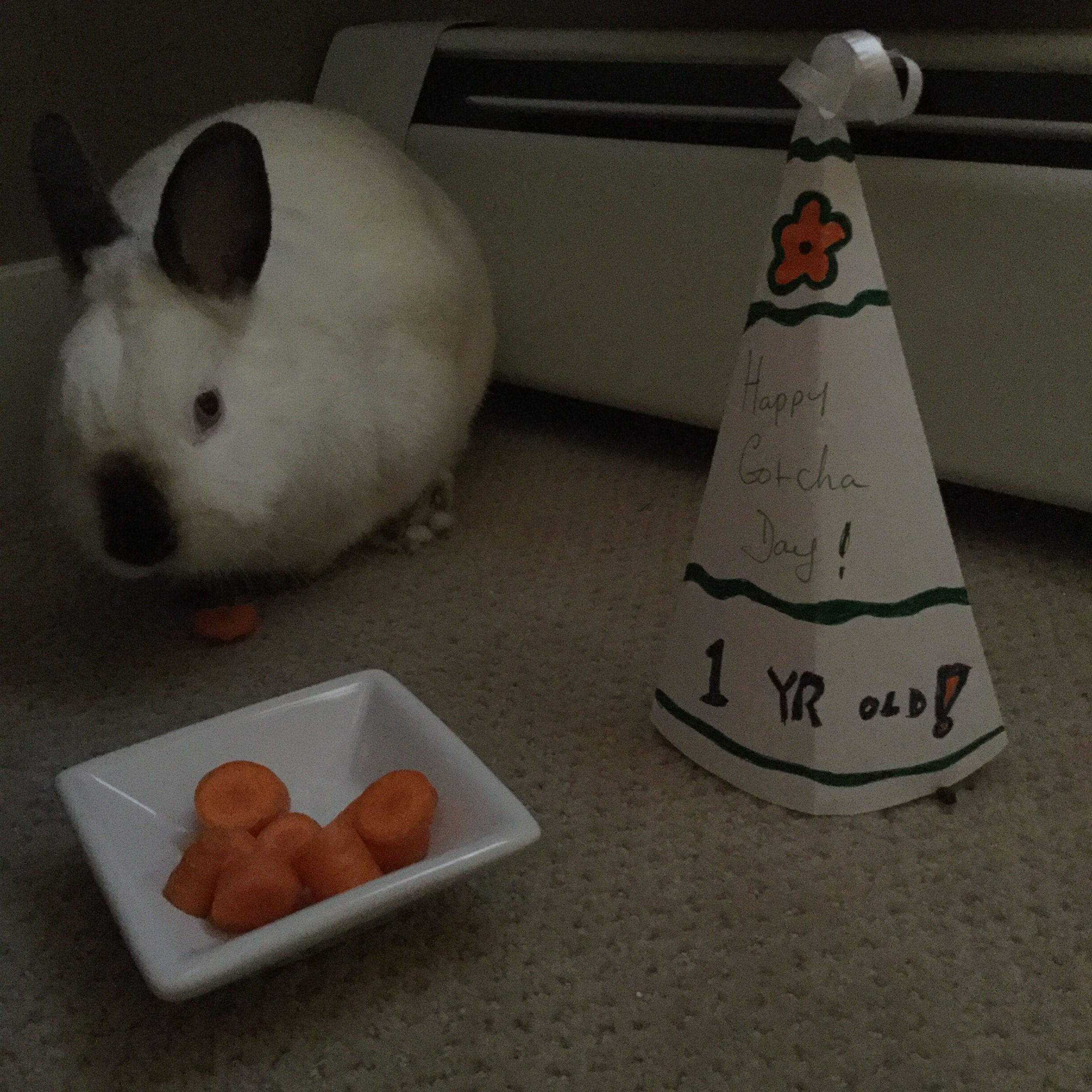 Celebrated Roo's "Gotcha Day" as he was adopted last November.