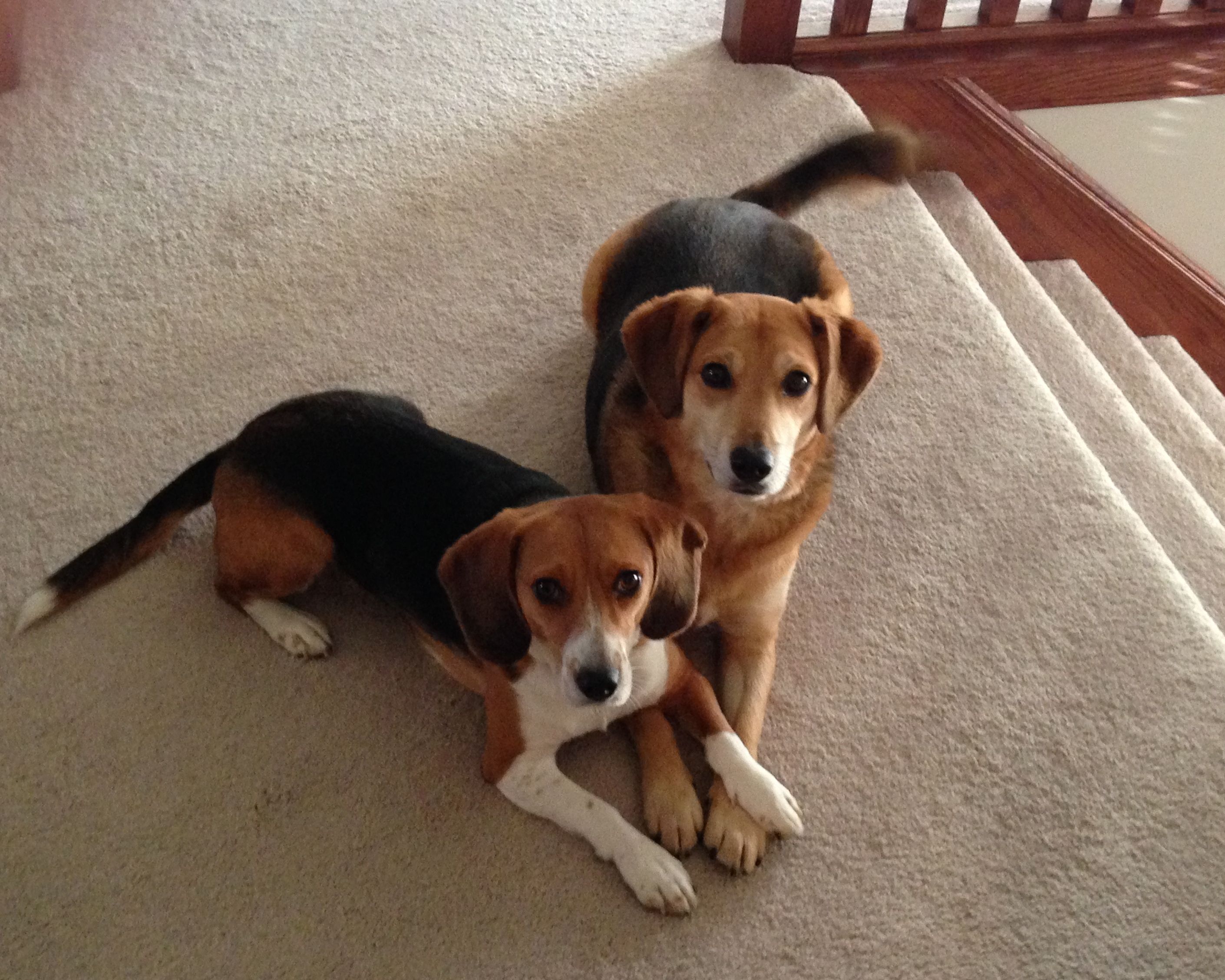 Two members of my "support staff" that I'm sure are wondering why I haven't taken them for a walk since coming home from the hospital. My wonderful sister came in town when I was having surgery to take care of them and the house; I think she spoiled them