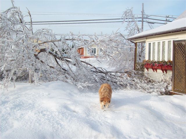 Hundreds of trees were damaged during the ice storm and mine were no exception.