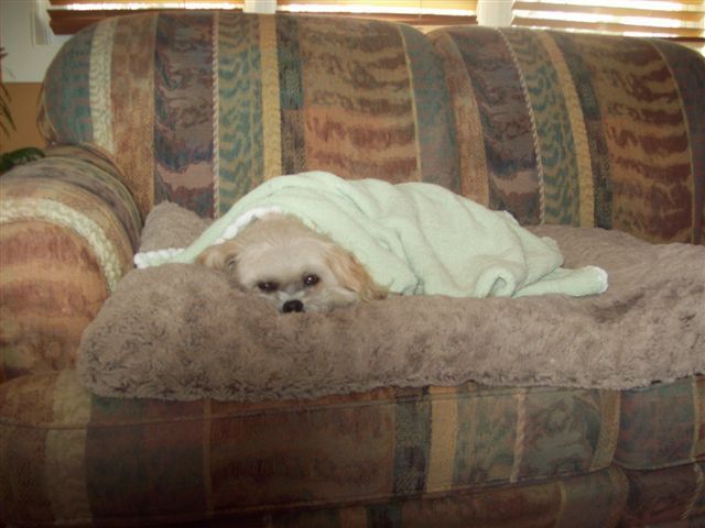 Keeping Timote warm during the ice storm of Jan. 25, 2017. I was without electricity for eight days.