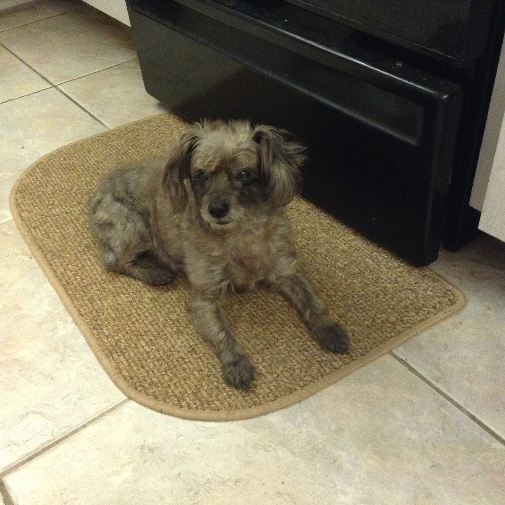 Since my surgery is getting closer, I have secured the services of this private duty nurse. This is my little Mazy, who will help me recover.