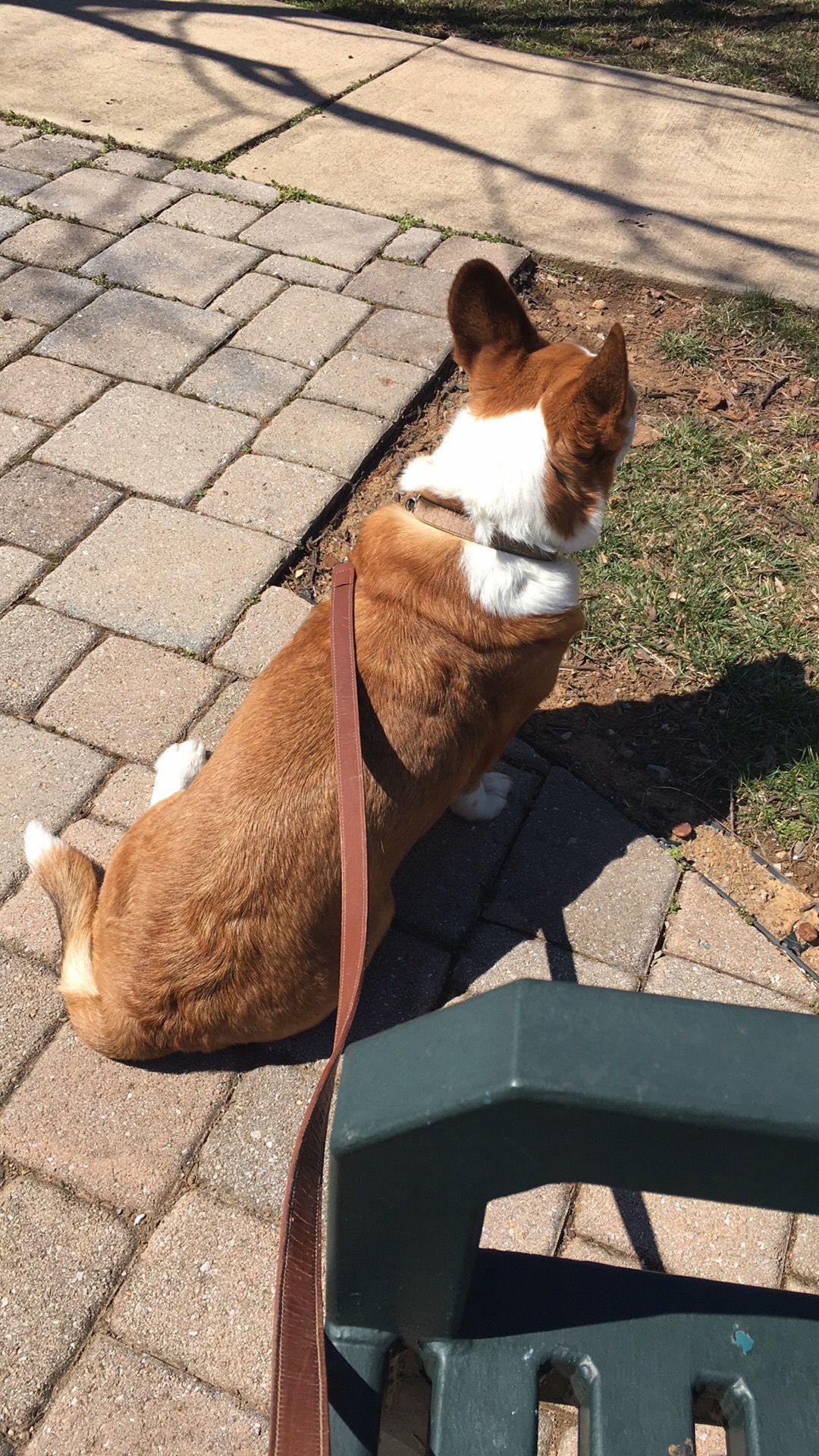 On my walk this afternoon , Gabi our Walsh cardigan corgi just had to take a break. She has been a great company to aid my recovery.