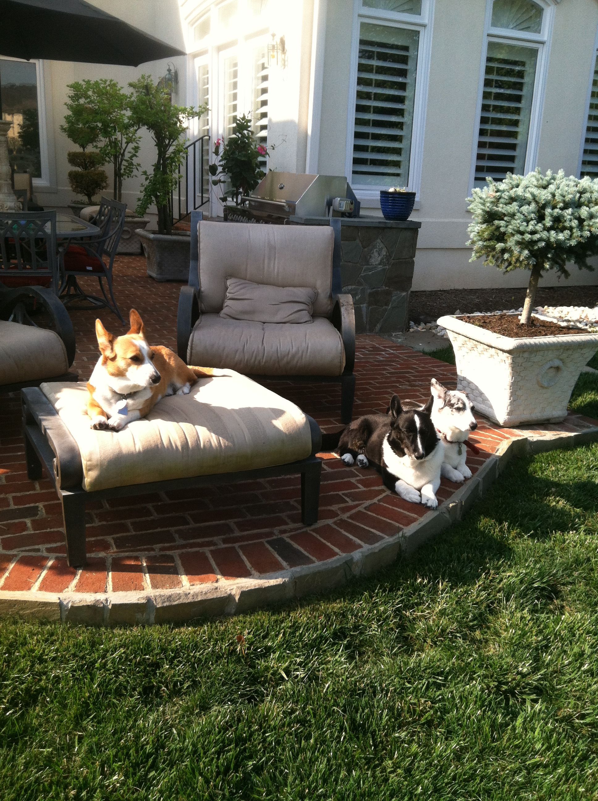 Looking forward to spending time with our three Corgis in our back patio this spring/summer.