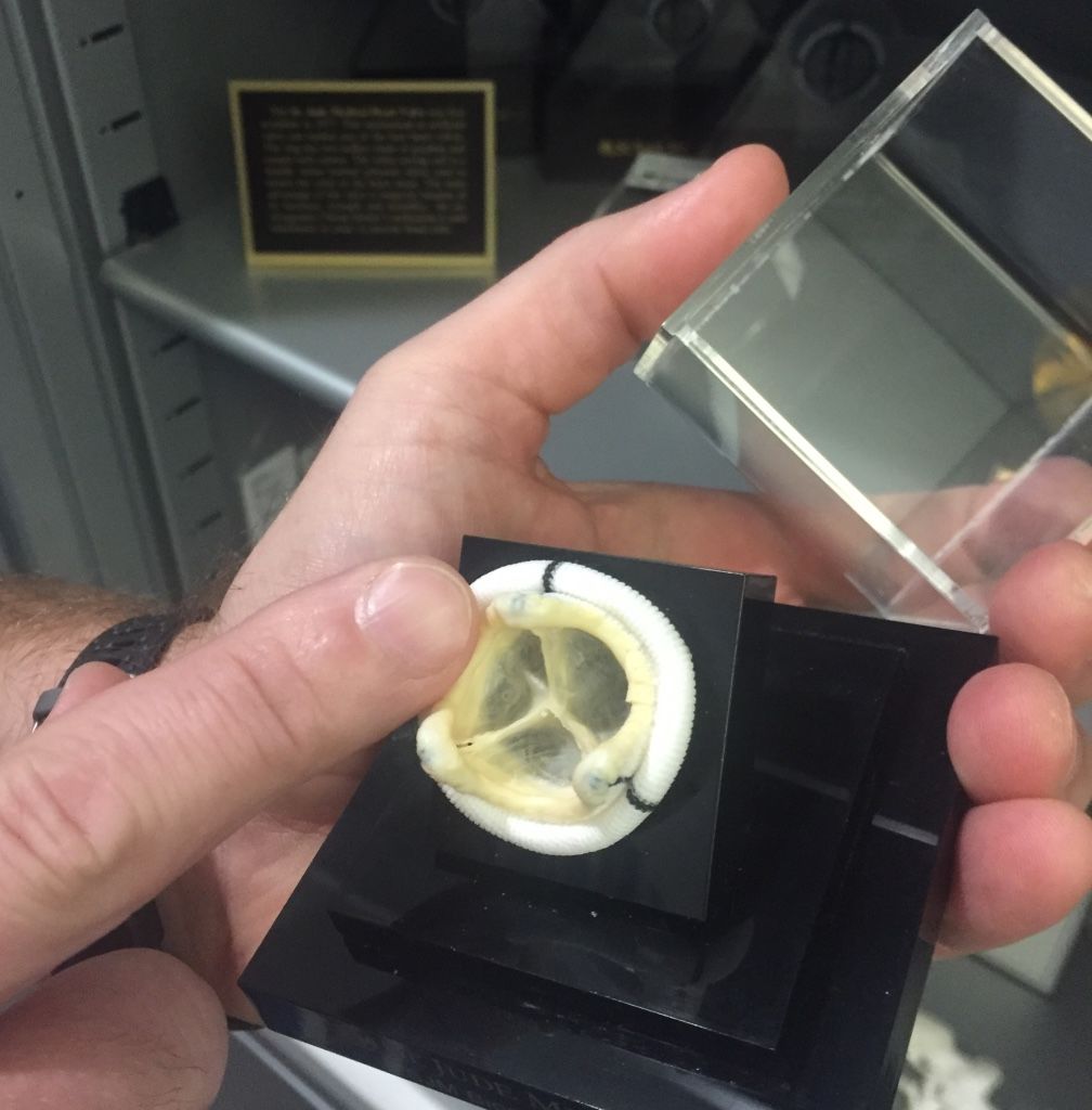 another example of a tissue valve - I just want to touch it!