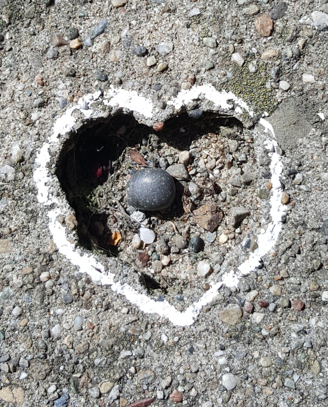 I was taking my first solo walk since my mitral valve repair 2 1/2 weeks ago and just thinking about how lucky I feel to have found this community. I suddenly looked down and saw this heart with chalk outline and a pebble inside, so I thought I'd share!!