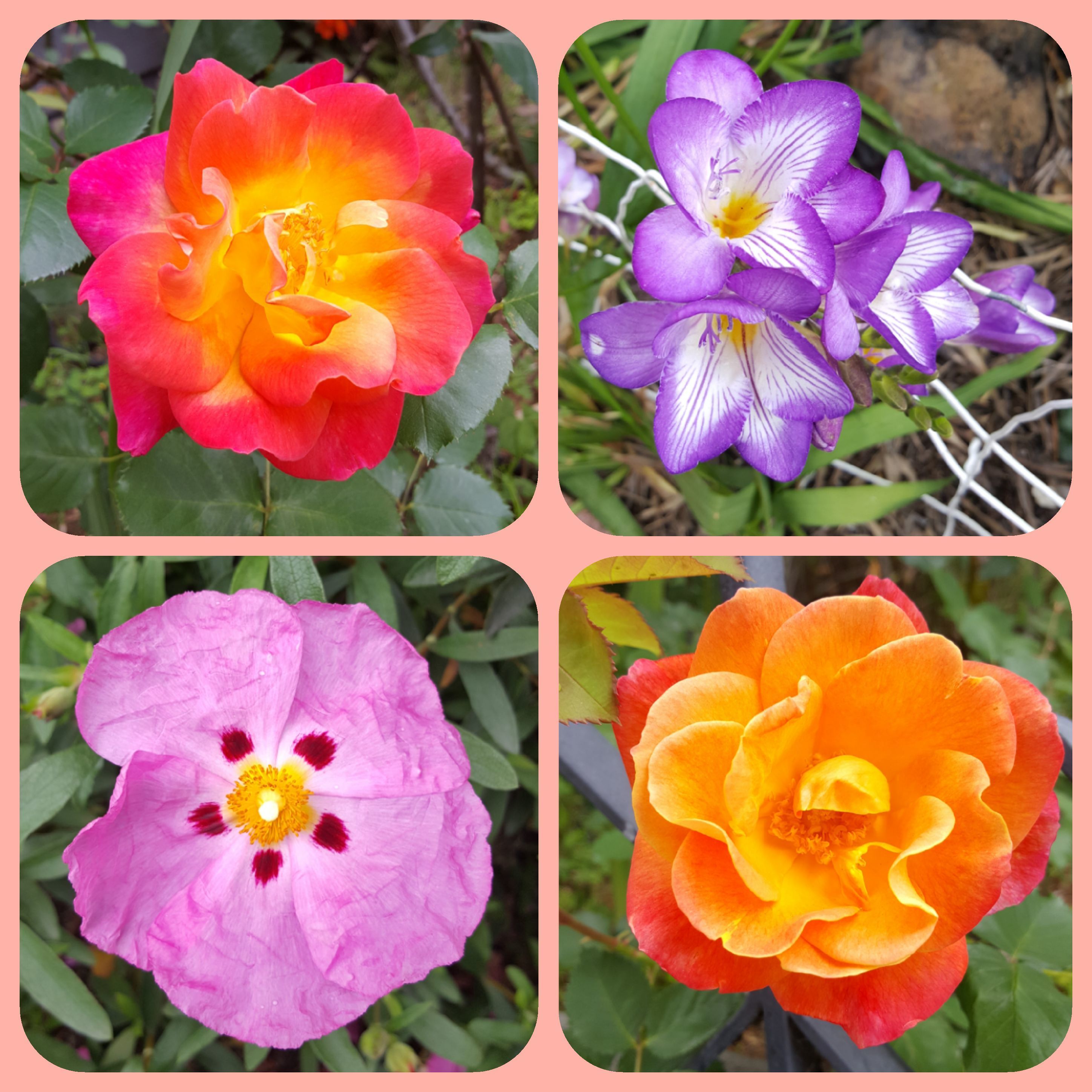Five Weeks & Four flowers