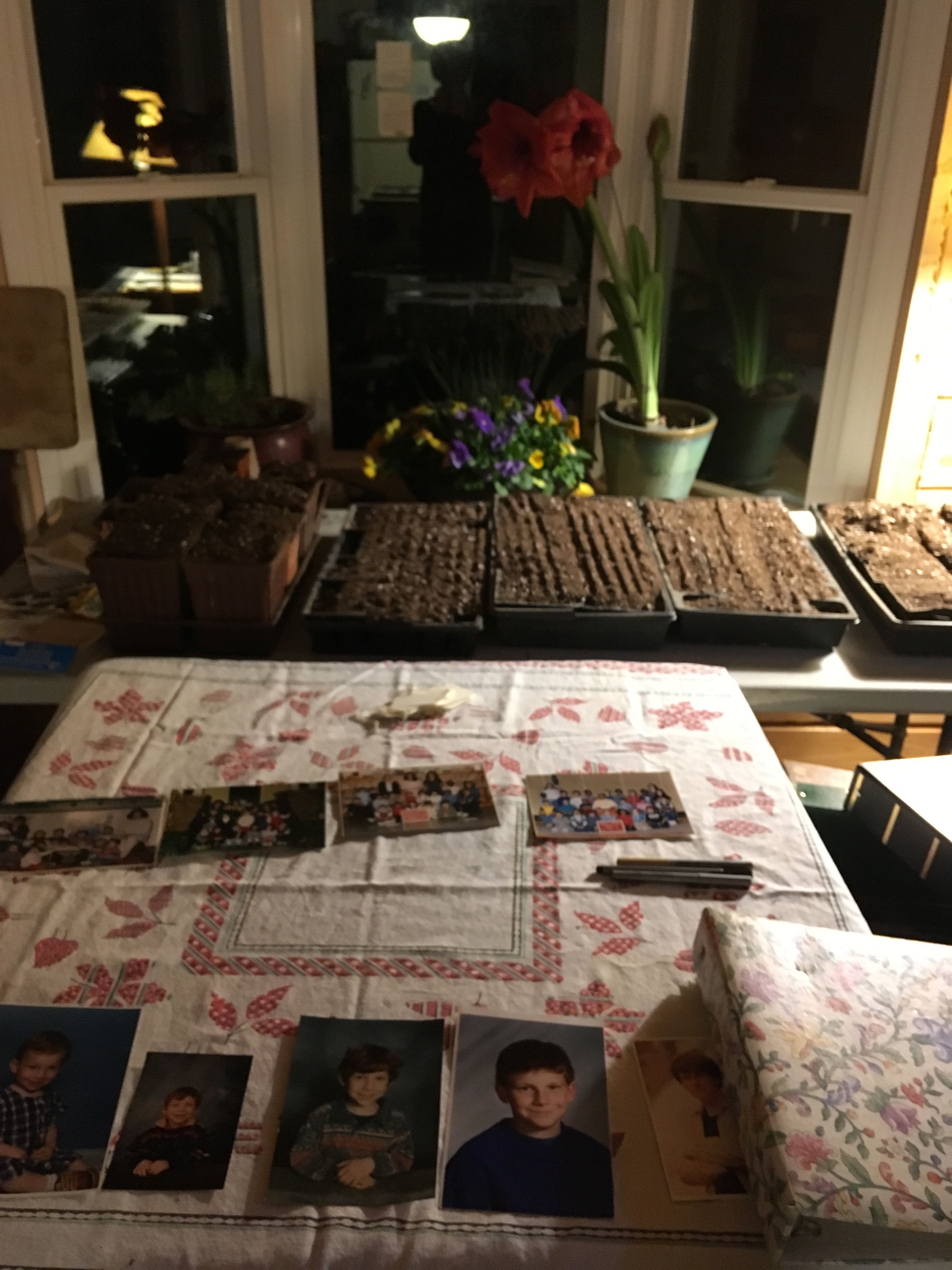 33 days post surgery and enough energy to start seeds and organize photo albums!