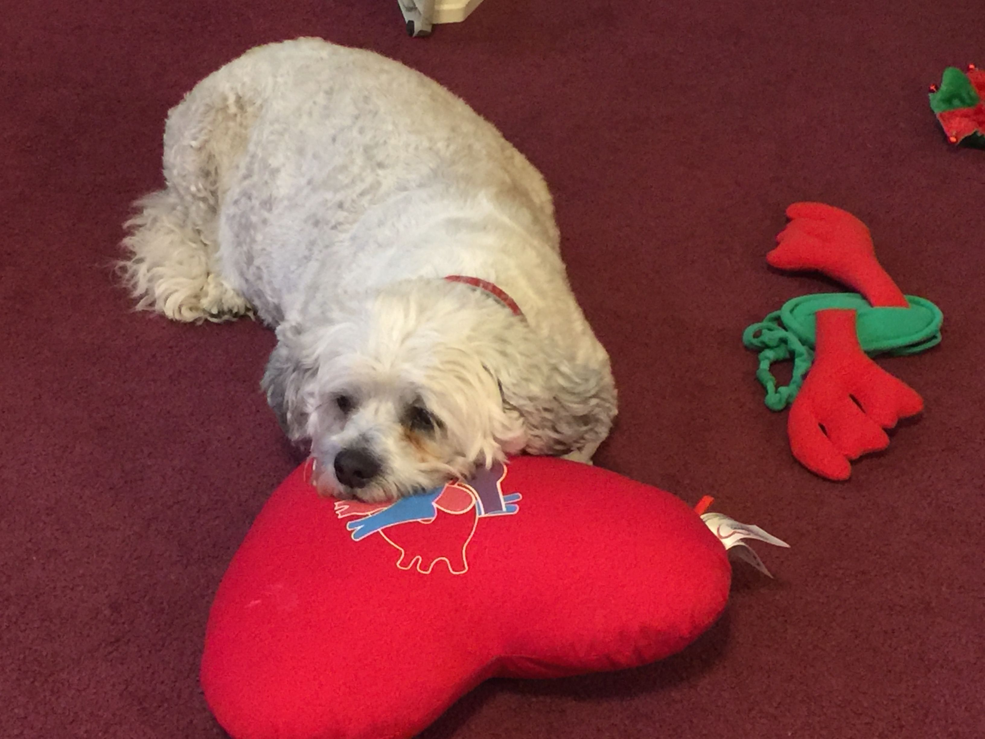 Murphy loved my first heart pillow, hope I get a second one on Monday!